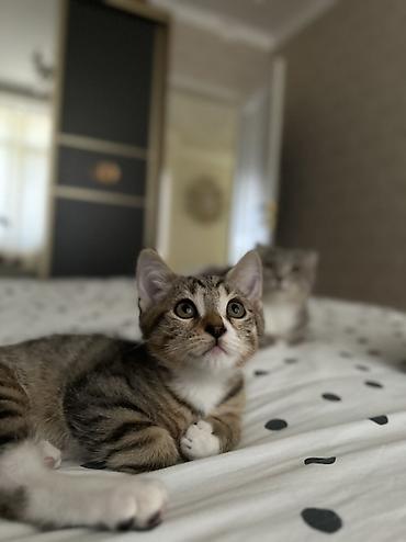 кошка шотланская: Остался один мальчик🥰 возраст -3месяца, скотиш страйт. на фото малыш — 1