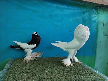 Göyərçinlər: Satilir pomeran Dutular 2 Cut Var cutu 120 Manatdi Bir cut Ag Qara Var — 5