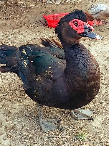 cuce yem qablari: Salam temiz Zümrüdu Erkeyi satlir çəksi 5 kildon çox Aktiv Erkey — 2