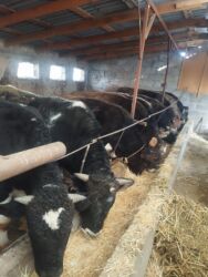 голуби животные: 9 баш букалар сатылат 1,5 жаштагы букалар сатылат. 4 айдан бери