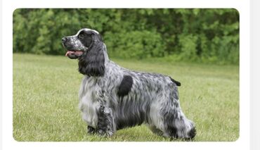 собака шпиц белый: Отдам в добрые руки