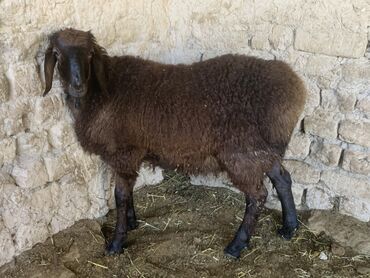 Бараны, овцы: Продаю | Ягненок, Баран (самец) | Арашан | Для разведения