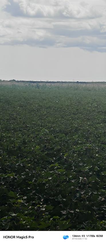 Torpaq sahələrinin satışı: 257 sot, Kənd təsərrüfatı, Mülkiyyətçi, Kupça (Çıxarış) — 11