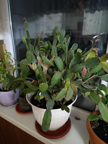 Фикусы: Комнатные растения — коллекция укоренённых саженцев и деток - Фикусы — 24