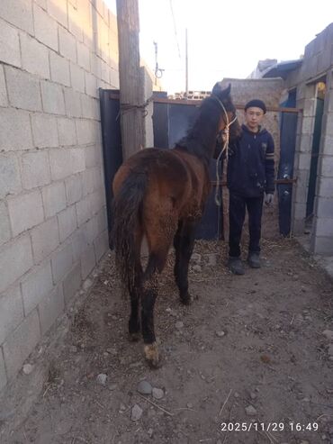 Лошади, кони: Продаю | Жеребенок | Рабочий — 7