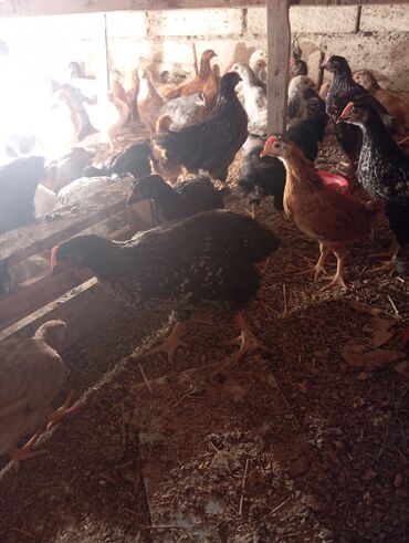 Cücələr: Toyuq cücələri, Ətlik — 11