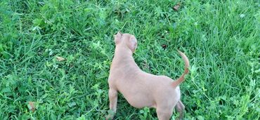 körpə itlər: Pitbul, 2 ay, Dişi, Ünvandan götürmə