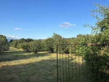 Kirayə torpaq sahələri: Kənd təsərrüfatı -da lalafo.az — 6 Kirayə torpaq sahələri: Kənd təsərrüfatı — 6