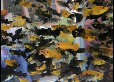 Akvariumlar: Akvaryum baliqlari Molinezi olculeri 3 4 sm 1 AZN Maksimal ölçü 5 6