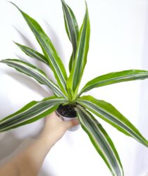 садовые цветы: РАСПРОДАЖА 🔥🔥🔥🔥 Продаю комнатные растения, цветы . РАСПРОДАЖА 🔥🔥🔥🔥