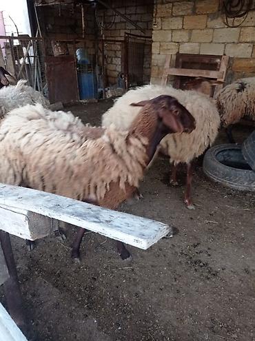 qala cinsi qoyun satilir: Qoyun sürüsü 29 baş – ət və yun istehsalı üçün - Növ: Yerli — 8
