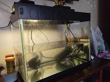 Dördbucaq akvarium, Balıqlarla birlikdə, 50 l