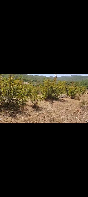 xizi: 12 sot, Kupça (Çıxarış) — 2