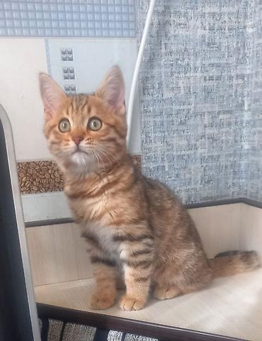 бурманская короткошерстная кошка: Шотландский котёнок, мальчик скоттиш страйд, короткошер тный, возраст — 2