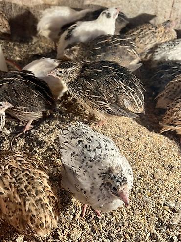 Другие с/х животные: Перепела разных окрасов для домашнего хозяйства Перепелки живые: 2х — 16