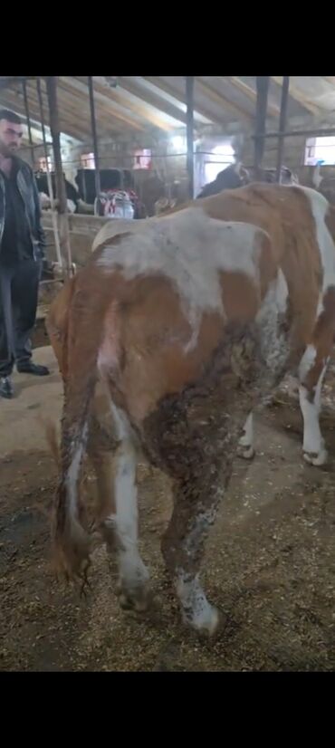 Inəklər, öküzlər: Salam aleykum super 2 dene iney diler cüt 6400 diyilir razılaşmaq olar — 20