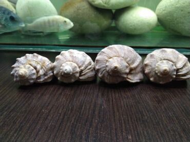 Akvarium aksessuar və ləvazimatları: TECLI elaqe ucun zeng vurun mesajlara bos vaxtim olanda -da lalafo.az — 9 Akvarium aksessuar və ləvazimatları: TECLI elaqe ucun zeng vurun mesajlara bos vaxtim olanda — 9