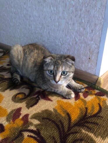метис персидской кошки: Продам кошку Финская Вислоухая возраст приблизительно год Можете