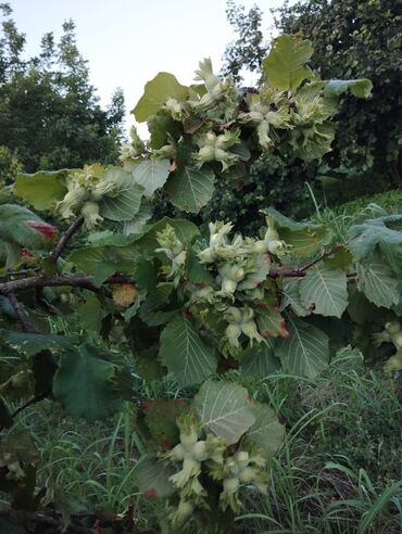 Torpaq sahələrinin satışı: 2000 sot, Kənd təsərrüfatı, Mülkiyyətçi, Kupça (Çıxarış) — 5