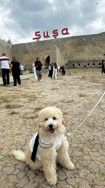 pudel itləri: Pudel, 5 ay, Dişi, Peyvəndli, Ünvandan götürmə