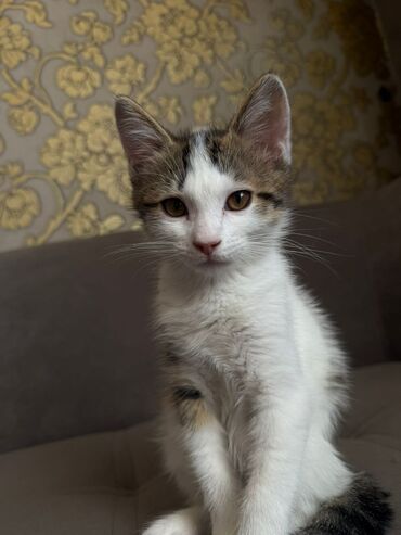 сибирская черно белая кошка: Кошка даром: Беспородная, 2 месяца, Мальчик, Приучена к лотку