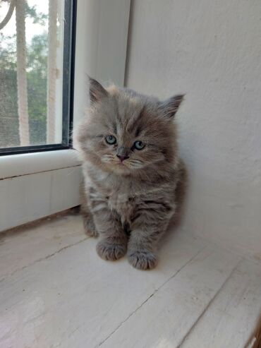 котята сиамской кошки: Британская короткошёрстная, 1 месяц, Мальчик, Приучена к лотку, Проглистована, С прививками