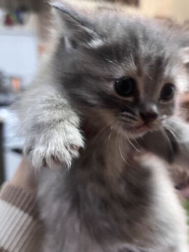 саванна кот: Котята в добрые руки!!! папа британец, мама обычная котятам только