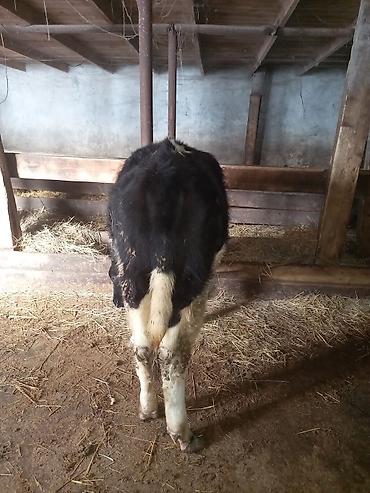 Inəklər, öküzlər: Dişi, il: 1, 100 kq, Südlük — 6