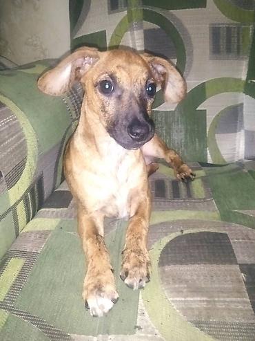 Отдам даром: Продаю породистую собачку таксу умную послушную к туалету — 5