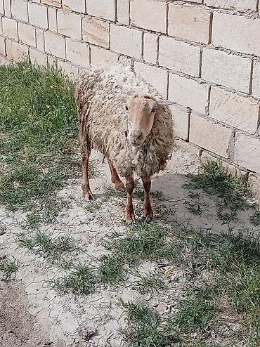 Qoyunlar, qoçlar: 2 dənə qoyun biri 160 manat — 1