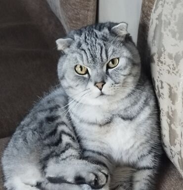 Кошки: Кошка даром: Скотиш Страйт (Шотландская прямоухая), Мальчик, Кастрирована, Приучена к лотку, Проглистована