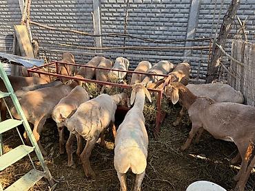 Баран, овца: Продаю | Овца (самка), Ягненок | Романовская | Для разведения — 1