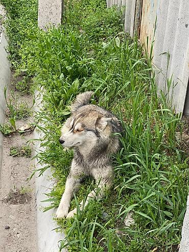 хаски цены: Хаски 1 годик срочно отдам в хорошие руки. - Порода: сибирский хаски — 3