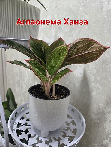 ph down: Комнатные растения в горшках. - Подборка неприхотливых растений — 10