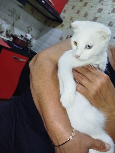 şotland pişiyi satılır: Şotland, Dişi, Yaxşı əllərə, Ünvandan götürmə, Pulsuz çatdırılma, Ödənişli çatdırılma