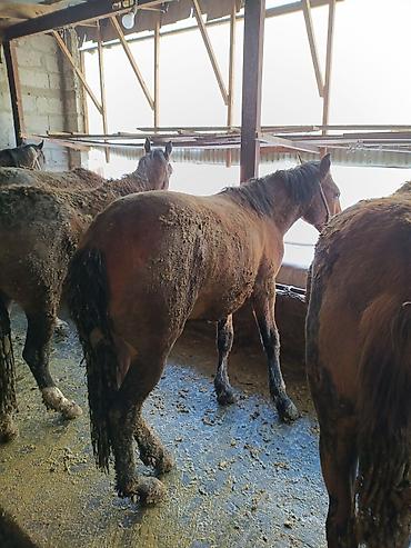 Лошади, кони: Продаю | Жеребец | Рабочий — 8