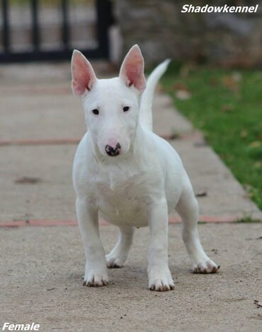 samojed cena: Muško Štene Minni bull terijera Muško Štene Minni bull