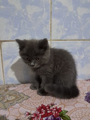 Продажа кошек: Скотиш Страйт (Шотландская прямоухая), 2 месяца, Девочка, Серый, Приучена к лотку