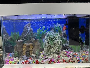 akvarium işığı: 10 l Akvaryum dəsti balıglarla bırge satılır - Şüşə akvaryum, üstü — 2