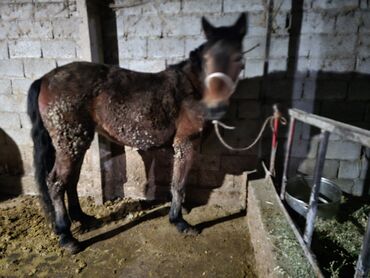 Лошади, кони: Продаю | Кобыла (самка) | Рабочий — 11