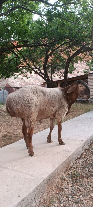 рамановские овцы: Сатам | Кочкор (эркек) | Аргын