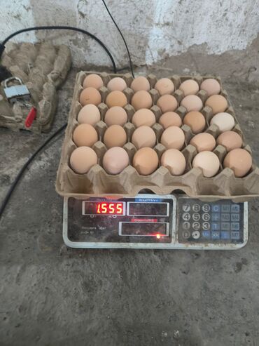оптом кой: Яйца оптом С2 50 грамм