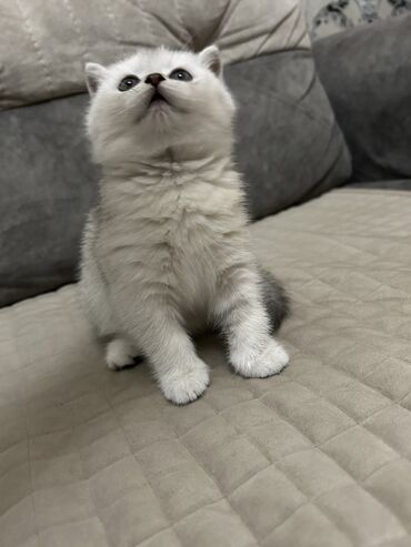 Pişiklər: Şinşilla, Dişi, Ünvandan götürmə — 9