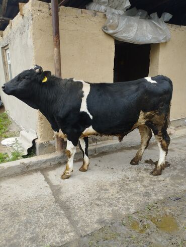 осеменение коров: Продаю | Бык (самец) | На откорм, На забой