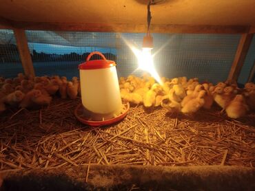 Cücələr: Ördək cücələri, Ətlik, Ünvandan götürmə, Rayonlara çatdırılma, Ödənişli çatdırılma -da lalafo.az — 10 Cücələr: Ördək cücələri, Ətlik, Ünvandan götürmə, Rayonlara çatdırılma, Ödənişli çatdırılma — 10