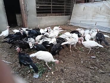 hindus: Məhsul: Hind quşları (sürü halında) Qiymət son 1 eded 25 azn Təsvir: - — 3