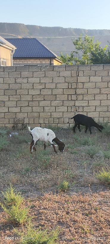 pışık satisi 2021: 1 teke 3disi yani balali 1 disi umumilikde 8 bas heyvan — 2