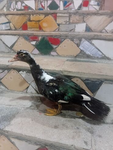 ördeklər: Muscovy (hind) ördəyi - Növ: Muscovy/hind ördəyi - Rəng: qara-yaşıl
