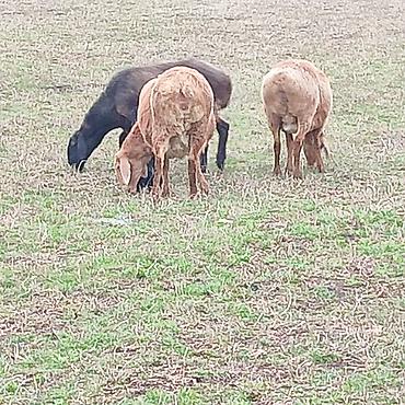 Баран, овца: Продаю | Овца (самка) | Арашан | Для разведения | Котные — 2