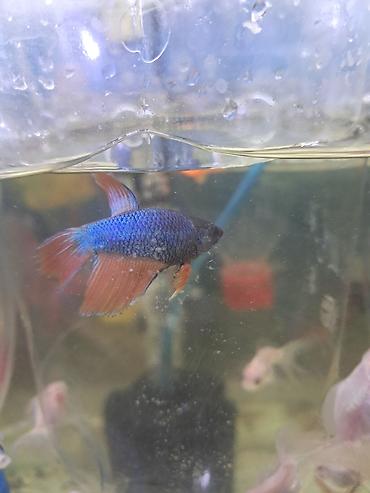 neon balığı: Betta (Petuşok balığı) — 1